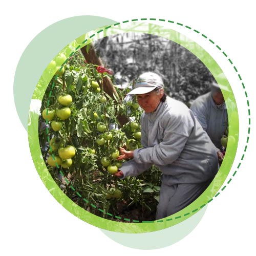 FTomates bajo invernadero